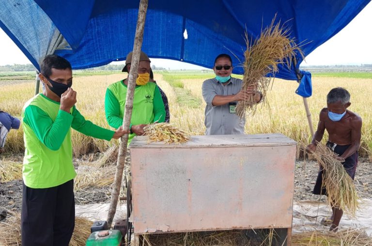 Panen Padi di Lahan Jadi Program Percepatan Tanam Kementan