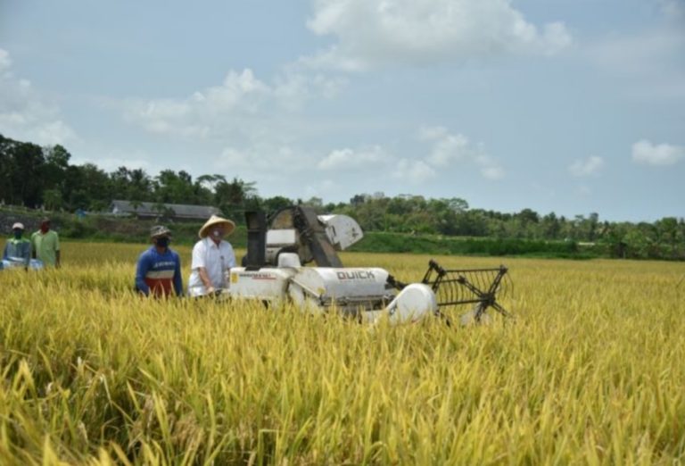 Usai Panen Padi, Bupati Kebumen Pastikan Stok Beras Surplus