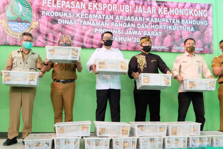 Kementan Dukung Jabar Ekspor Ubi Jalar ke Hongkong