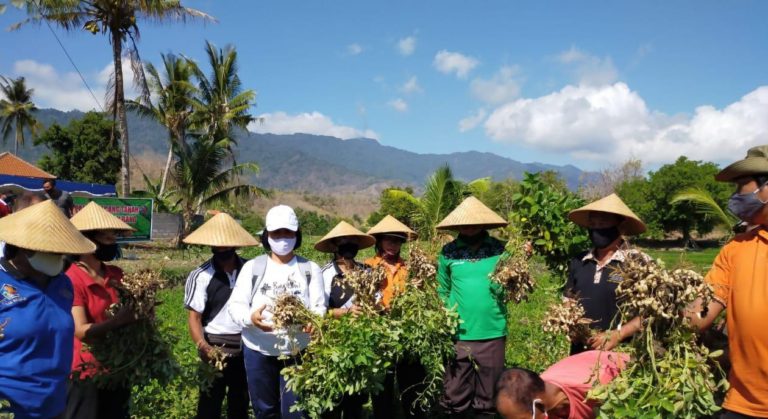 Kacang Tanah di Buleleng Jadi Komoditas Menjanjikan