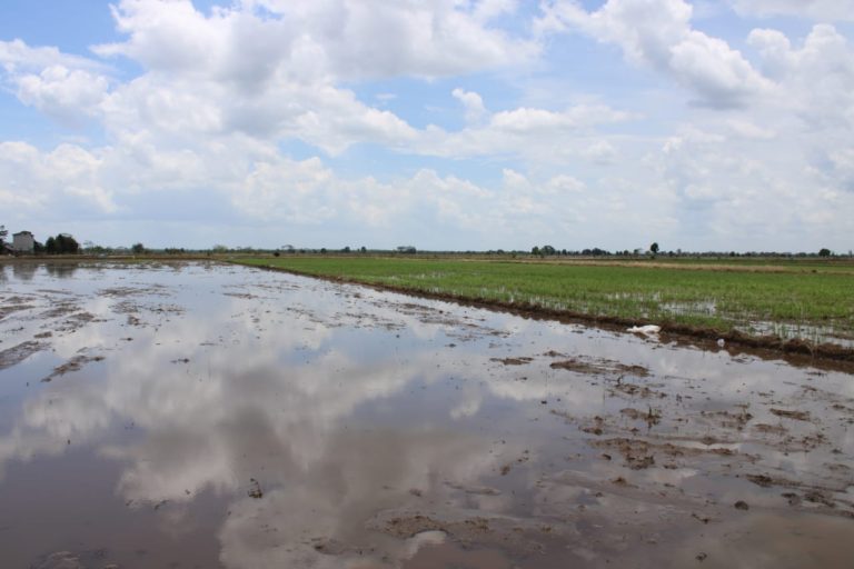 Kebut Persiapan Food Estate, Pulang Pisau Bersiap Tanam