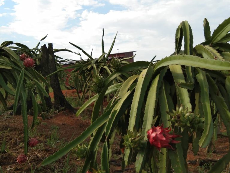 Pandemi, Petani Buah Naga Kutai Kertanegara Kembali Berproduksi