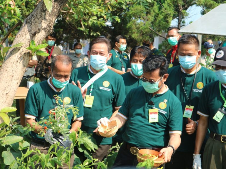 Bertani di Pekarangan Strategi Jaga Ketersediaan Pangan