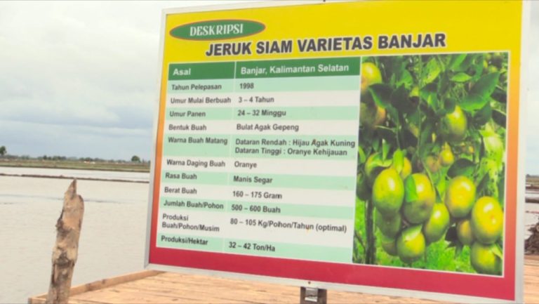 Food Estate Kalteng Sulap Rawa Jadi Kawasan Buah dan Sayur