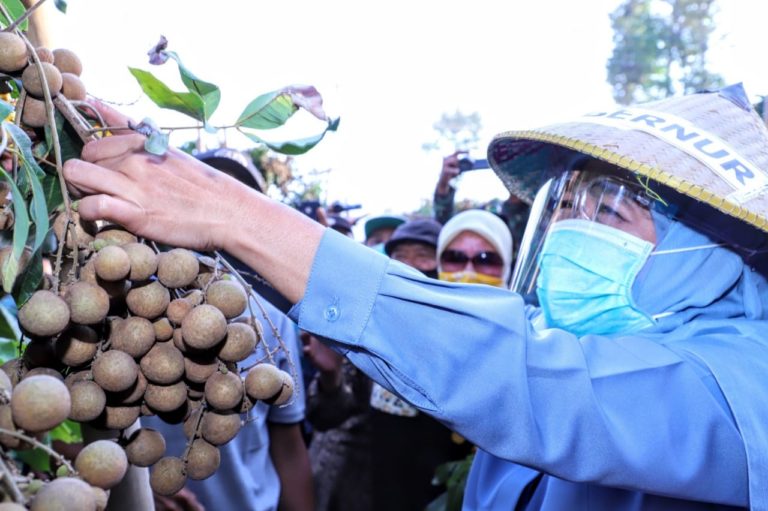 Perdana Petik Klengkeng Premium, Khofifah: Potensi Tembus Pasar Internasional
