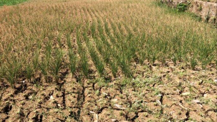 Kementan Ingatkan Petani Cirebon Jaga Lahan Pertanian dengan Asuransi