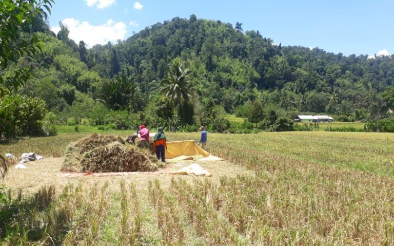 Rehab Jaringan Irigasi Buat Produksi Pertanian di Sigi Lebih Maksimal
