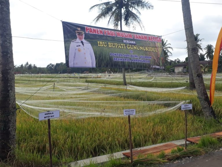 Panen Padi Masa Tanam Ketiga di Gunungkidul Lebih Optimal