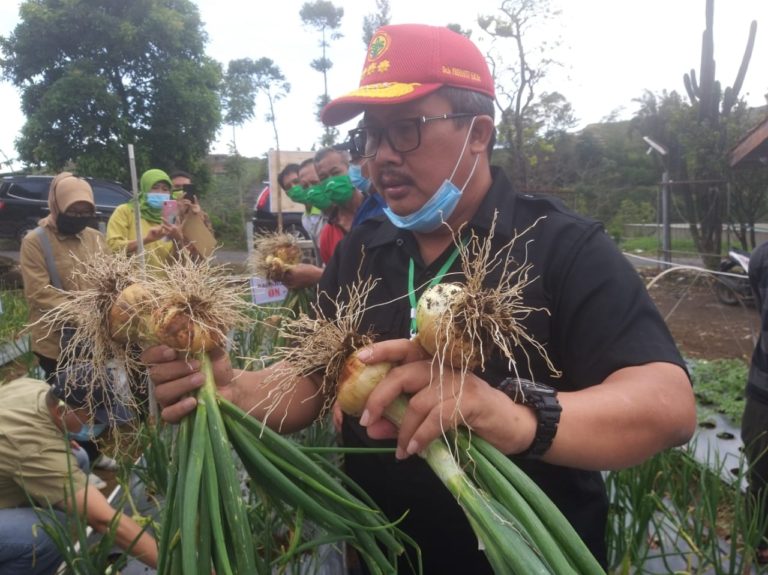 Kementan Dorong Pengembangan Bawang Bombai di Dalam Negeri