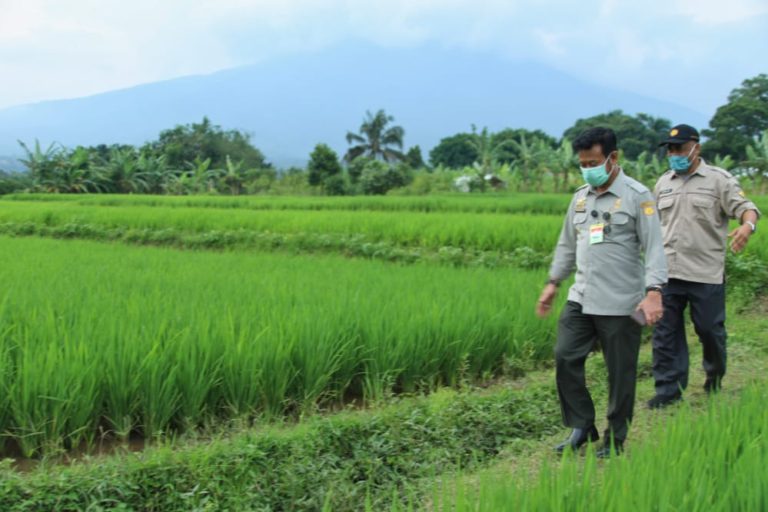 Tiga Agenda Mentan di Sukabumi; Bantu Petani Korban Banjir Bandang