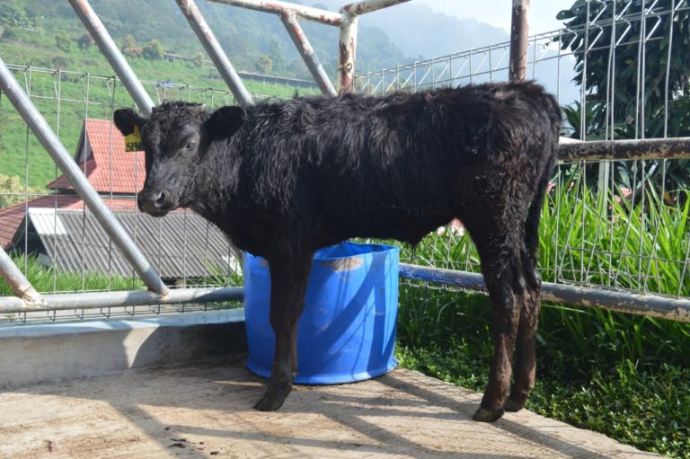 Sapi Wagyu, Penuhi Kebutuhan Daging Indonesia