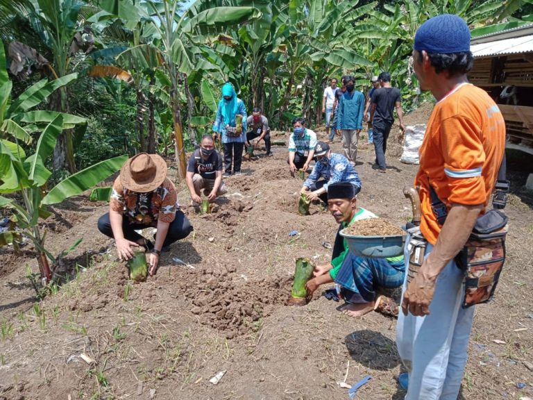Kolaborasi dan Kemitraan, Kunci Pengembangan Agribisnis Talas Beneng