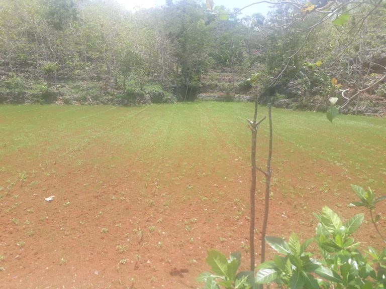 Pertanaman Padi Palawijaya di Gunungkidul Telah Menghijau