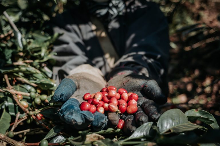 Komitmen Tingkatkan Produksi Kopi, Kementan Terus Kembangkan Inovasi