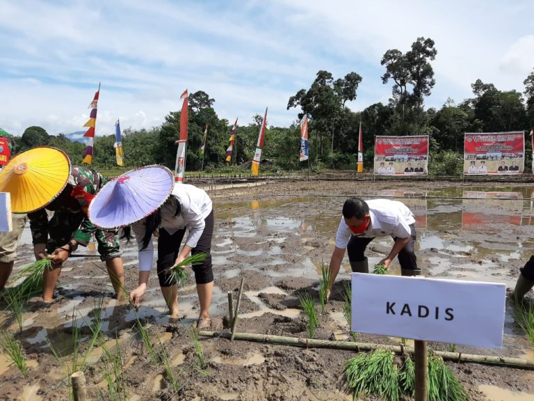 Dukung Peningkatan Produksi Padi Kalbar, Kementan Salurkan Varietas Unggul Baru