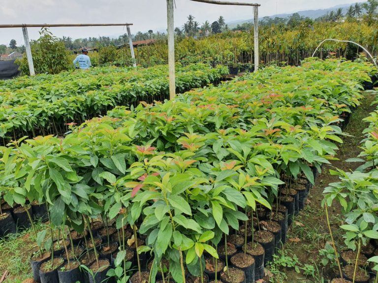 Pandemi Tak Halangi Produsen Hasilkan Benih Buah Bermutu