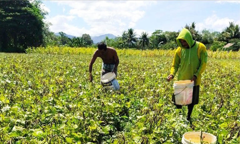 Kementan Kembangkan Kawasan Perbenihan Kacang Hijau