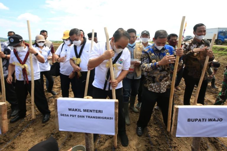 Sambangi Kawasan Transmigrasi, Wamendes Tanam Padi Organik di Wajo