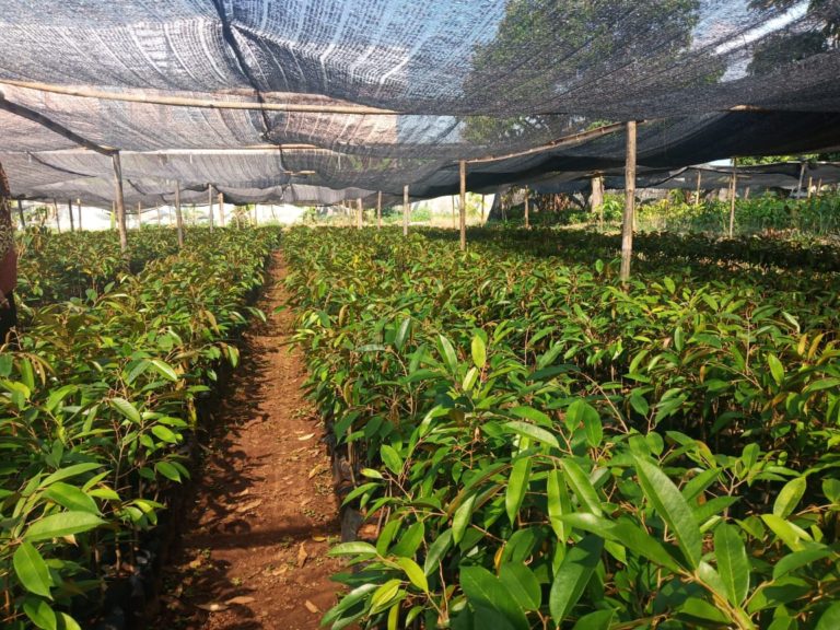 Wow! Durian Kromo Banyumas akan Tumbuh Besar di Kalimantan Tengah
