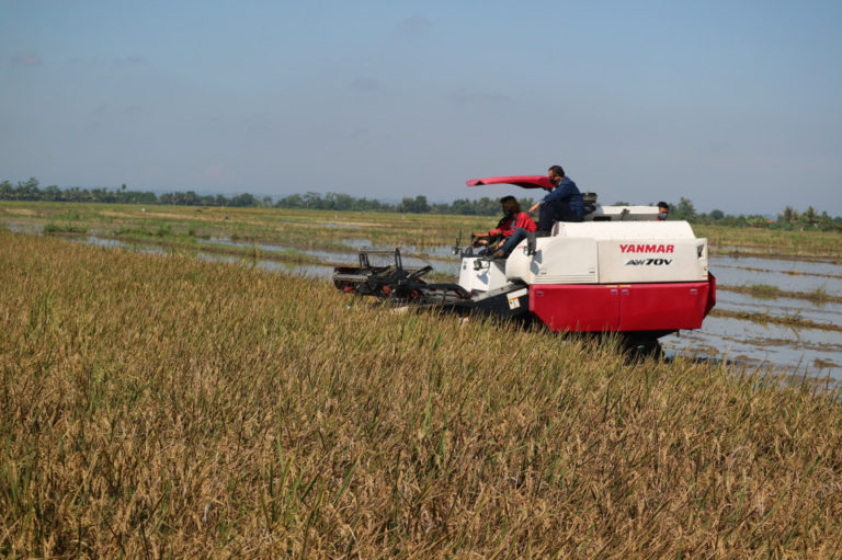 Manfaatkan Combine Harvester, Kabupaten Landak Panen Raya
