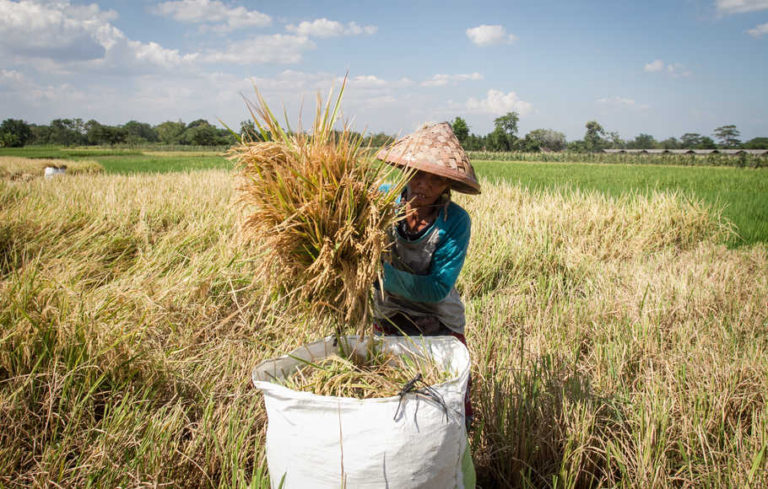 Hampir 67% Lahan Pertanian di Mataram Diasuransikan