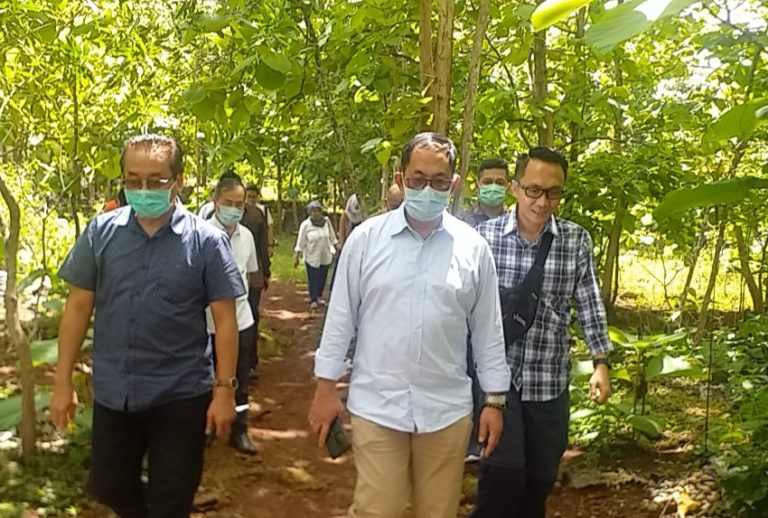 Penuhi Permintaan Industri, Kementan Dorong Investasi Jagung Rendah Aflatoksin di Gunung Kidul