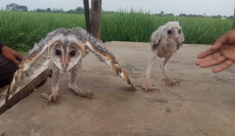 Kementan Dukung Konservasi Burung Hantu untuk Kendalikan Tikus