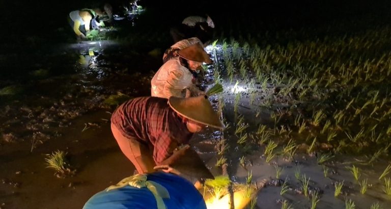 Kementan Apresiasi Dedikasi Luar Biasa Petani Sragen, Lakukan Tanam Malam Hari