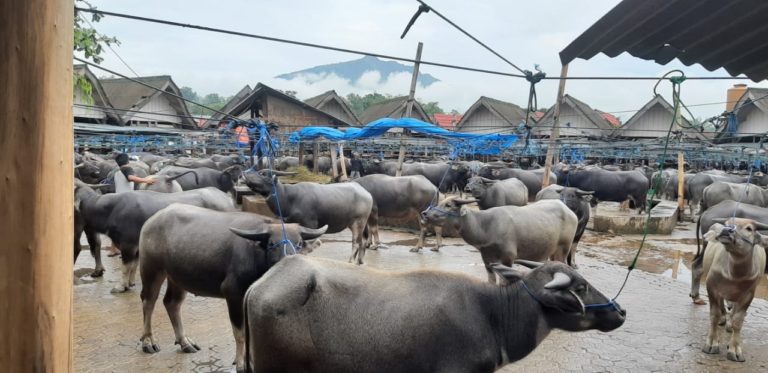 Pesona Pasar Ternak Terbesar di Indonesia