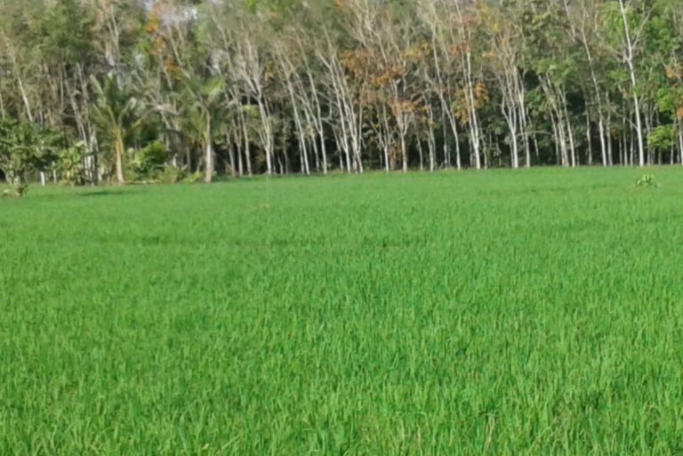 Padi Bebas Residu Jadi Harapan Baru Petani Pangandaran