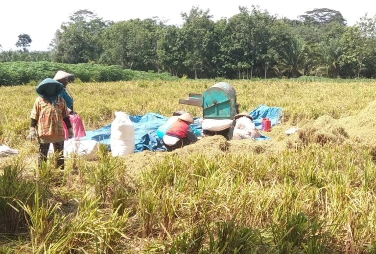 Lampung Optimalkan Budidaya Padi Gogo Untuk Tingkatkan Produksi Beras