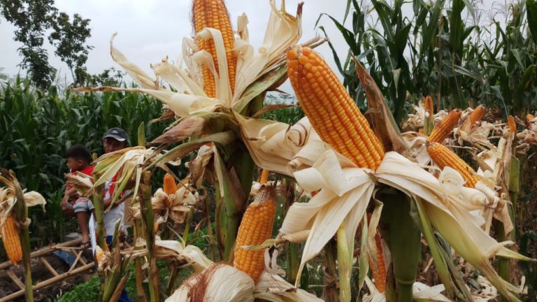 Kembangkan Program Tanam Jagung Panen Sapi, Kabupaten Kupang Terus Pacu Produksi