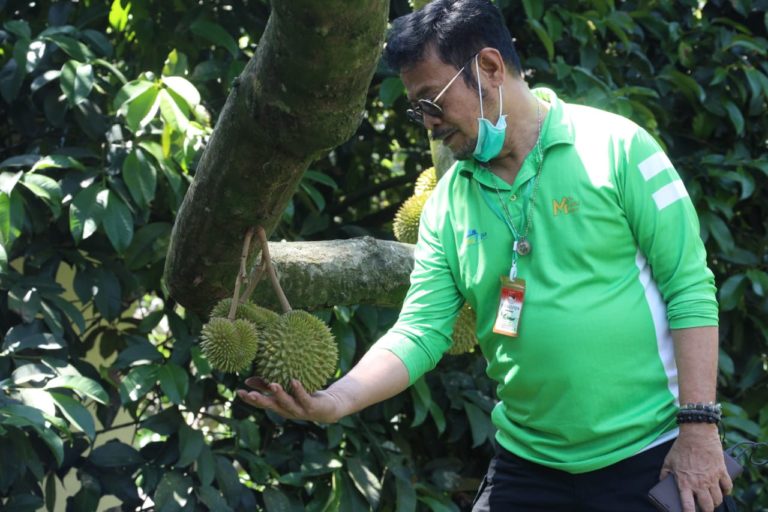 Kembangkan Program Tanam Jagung Panen Sapi, Kabupaten Kupang Terus Pacu Produksi