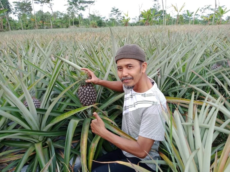 Petani Yakini Nanas Subang Terus Eksis di Tengah Pandemi