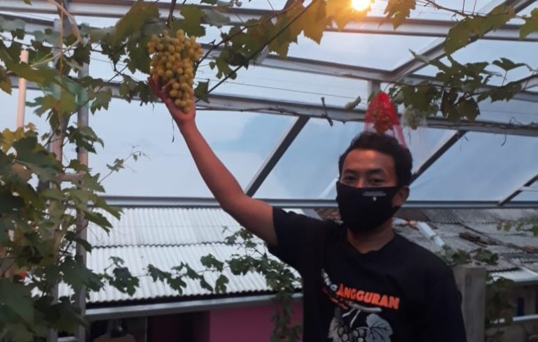 Bermula Hobi, Warga Limo Depok Kembangkan Tanaman Anggur Beromzet Jutaan