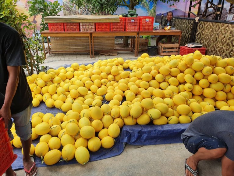 Agrowisata Melon Cilegon, Oase di Tengah Padang Pasir