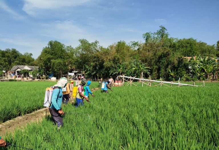 Amankan Sektor Pangan, Jateng Lakukan Pengendalian OPT
