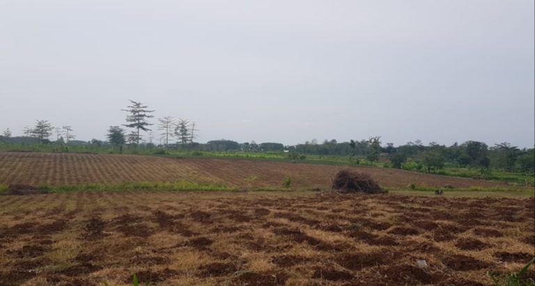 Kementan Manfaatkan Lahan Perhutanan Sosial Garap PATB Padi