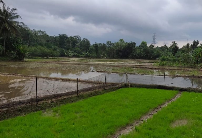 Berhasil Atasi Keong Mas, Pertanaman di Lebak Jalan Terus
