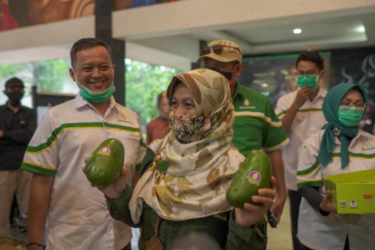 Petani Malang Kembangkan Kawasan Alpukat Seluas 30 Hektare