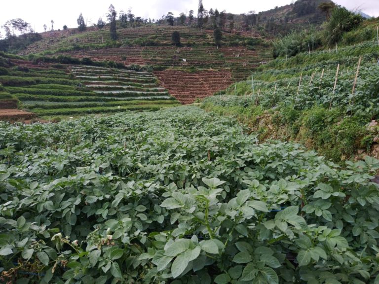 Jadi Pemasok Kentang, Kabupaten Wonosobo Terus Kembangkan Benih Bermutu