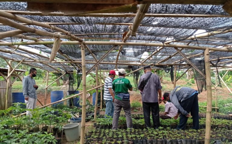 Antisipasi Serangan, Kementan Kembangkan Pestlist OPT Porang