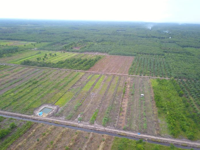 Pengembangan Food Estate Kalimantan Tengah Sentuh Solidaritas