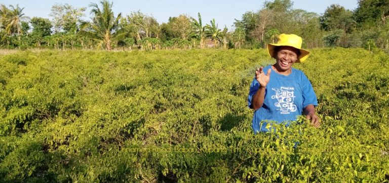 Kisah Petani NTT: Tanam Cabai Mampu Sekolahkan Anak Hingga Lulus Sarjana