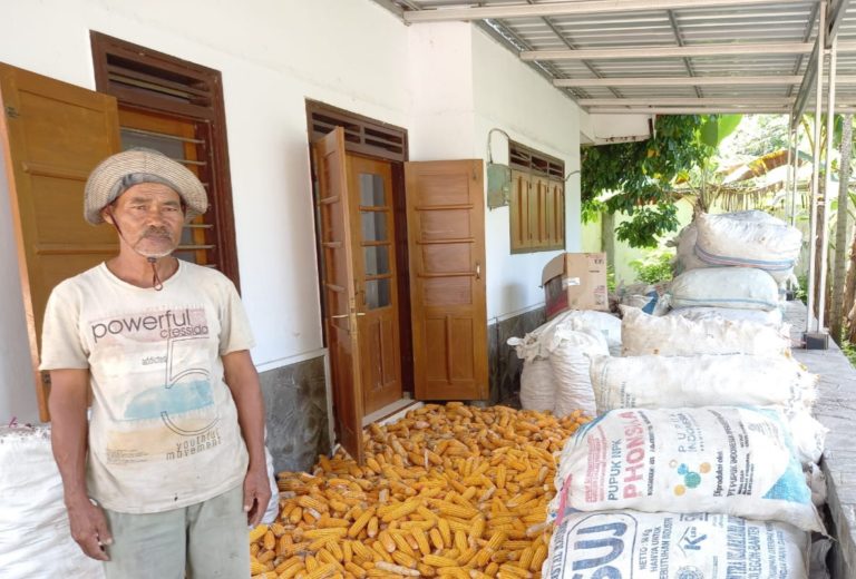 Tanam Jagung, Petani Jember Raup Untung Di Akhir Tahun