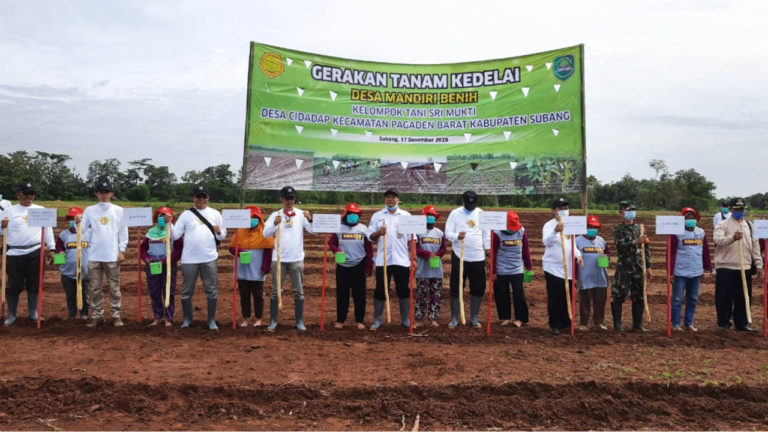 Tingkatkan Pertanaman, Subang Kembangkan Produksi Benih Kedelai Bantuan Kementan