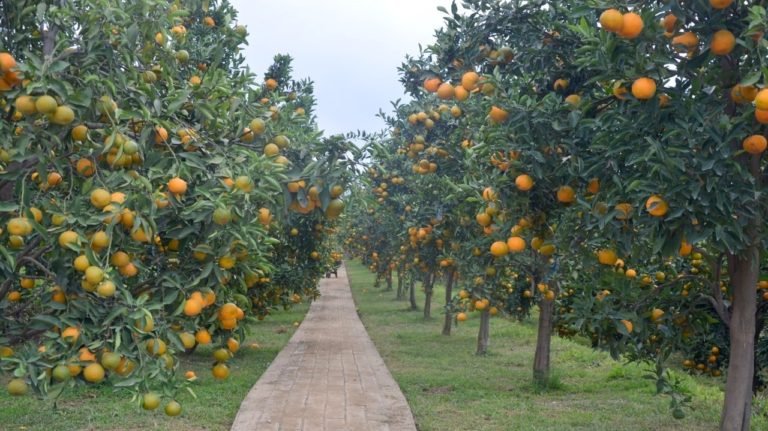 Integrasi TSP dan Agroeduwisata, Balitjestro:  Sejahterakan Petani, Topang Ekonomi Bangsa