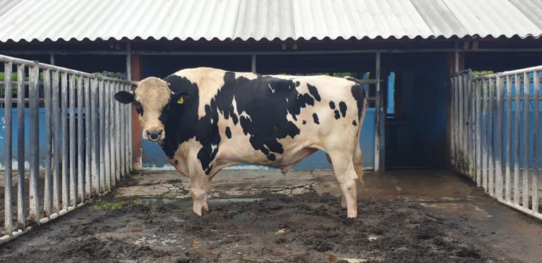 Kementan Tingkatkan Mutu Genetik Sapi Perah Lewat Uji Zuriat