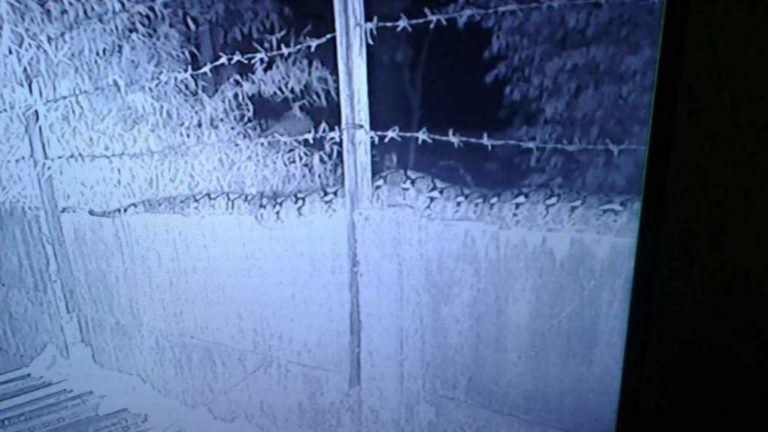 Terekam CCTV, Penampakan Ular Sanca Ukuran Besar di Depok Bikin Heboh
