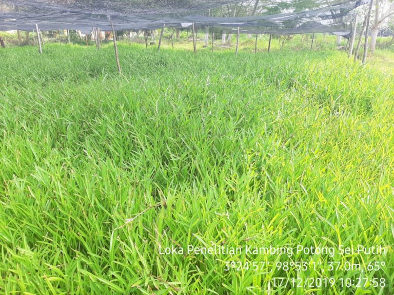 Kementan Lepas Varietas Rumput Steno Agrinak untuk Pertama Kalinya